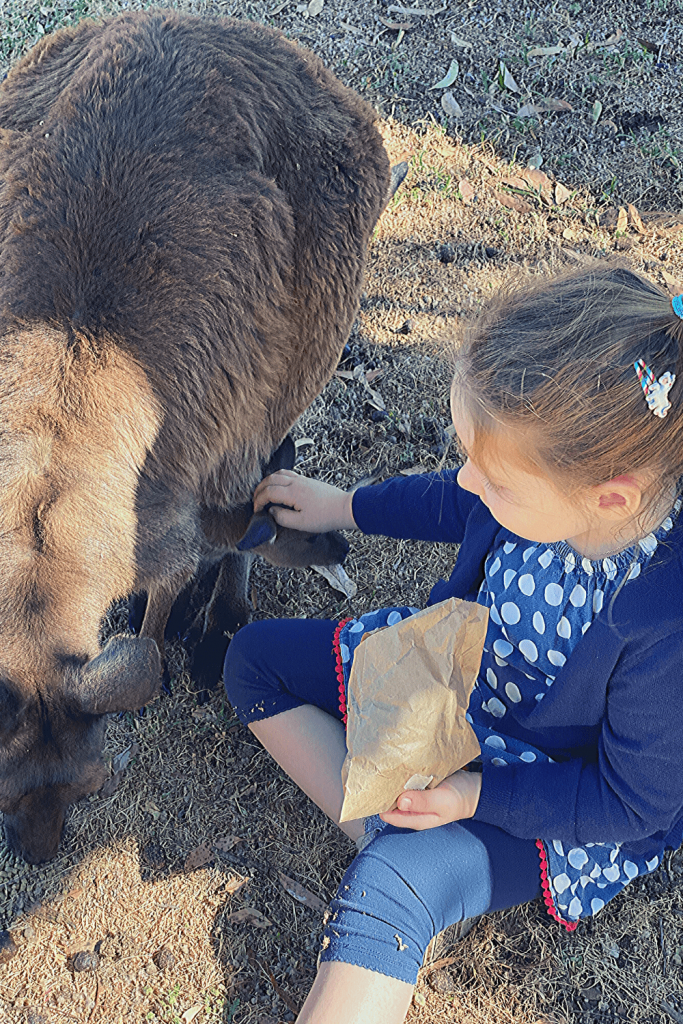 A great animal experience: feeding the kangaroos and wallabies at the zoos and wildlife parks in and near Adelaide: Miss M feeding and patting a joey