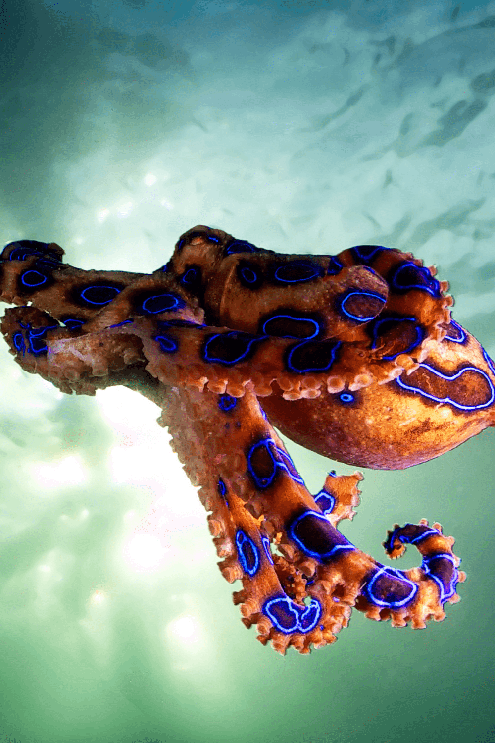 Blue-ringed-Octopus.png