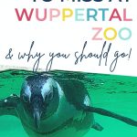 Pin: What not to miss at Wuppertal Zoo and why your should go, with African penguin swimming