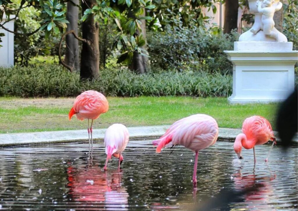 Behind the fences of the Villa Invernizzi you'll find something you might not expect to see in a big city - flamingos. One of the many fun free things to do in Milan with kids
